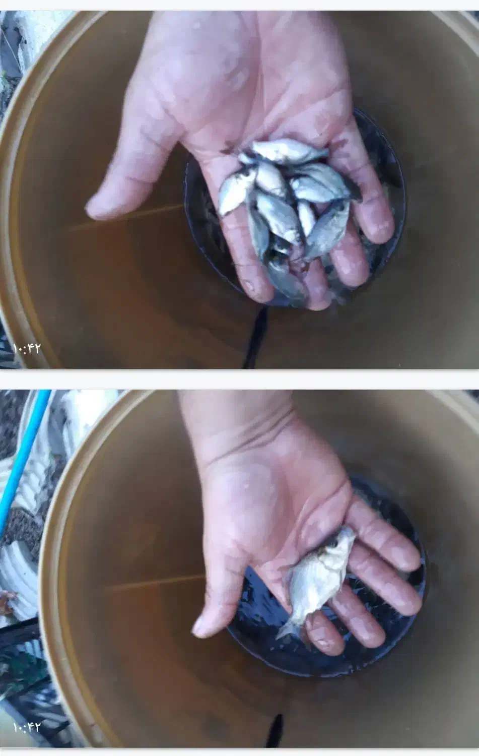 ماهی کپورزبرو زرنگ عمده|ماهی|رشت, حومه رشت|دیوار