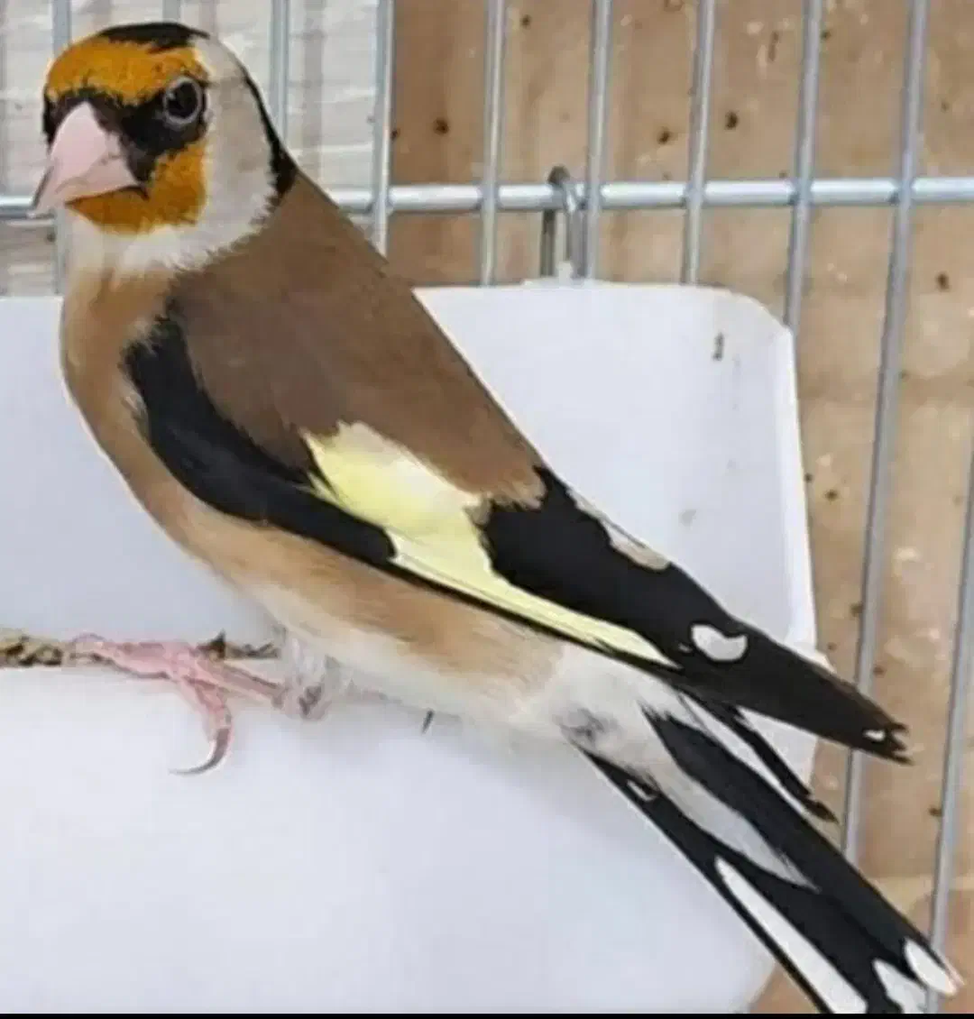 سهره نر ماده کار داده|پرنده|ساوه, |دیوار