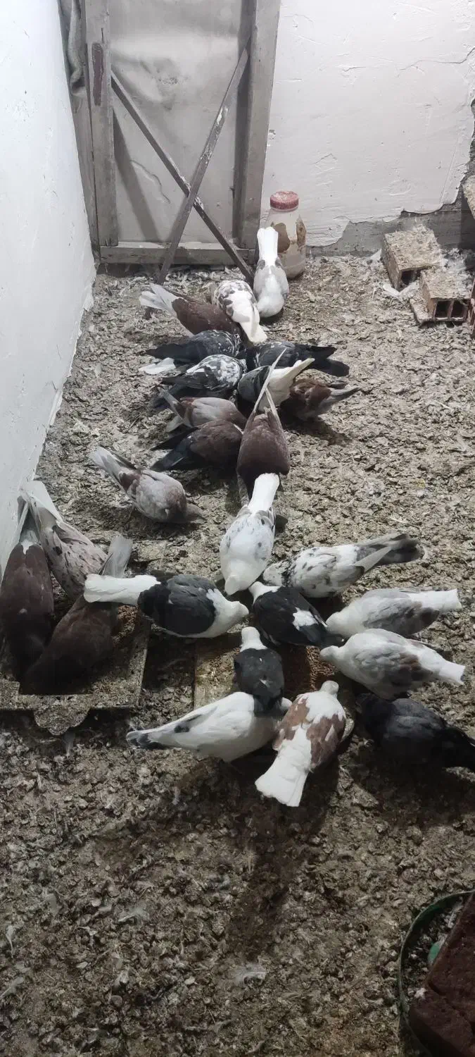 کبوتر سرخ و گرگی|پرنده|فاضل آباد, |دیوار