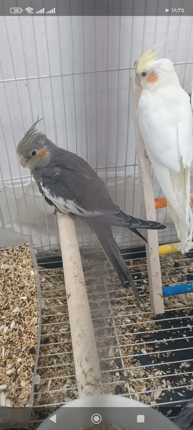 عروس هلندی بالغ|پرنده|علیآباد کتول, |دیوار