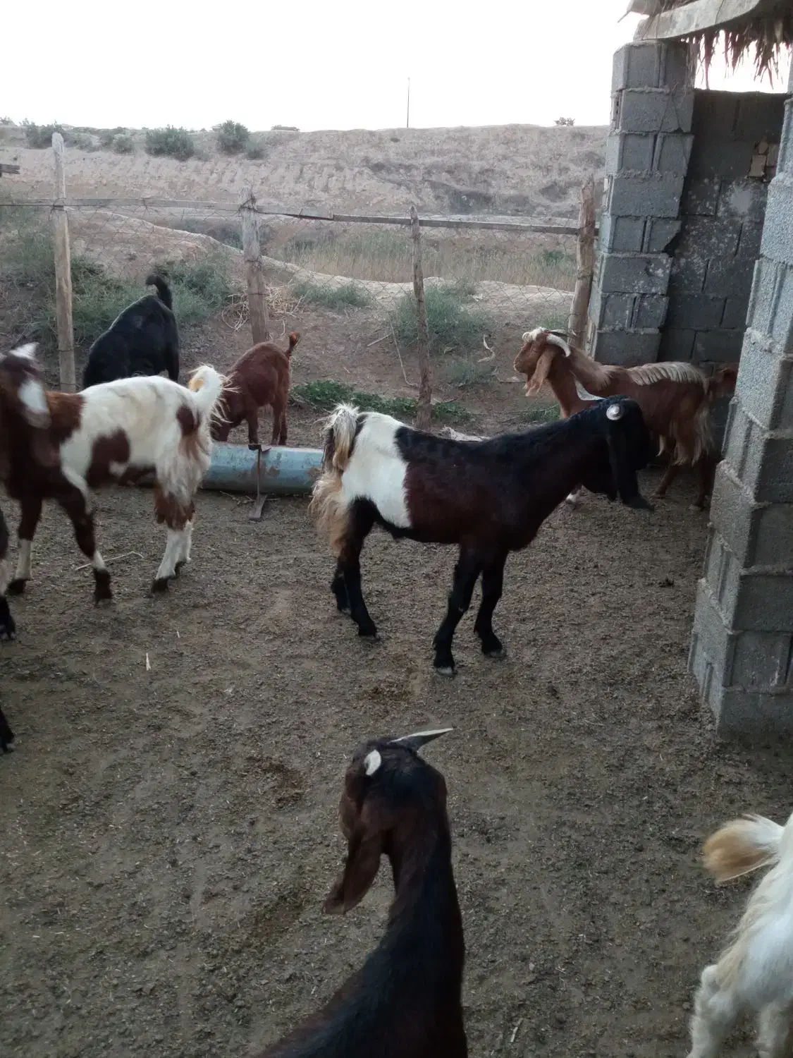 فروش بزغاله های نر|حیوانات مزرعه|سیمین شهر, |دیوار