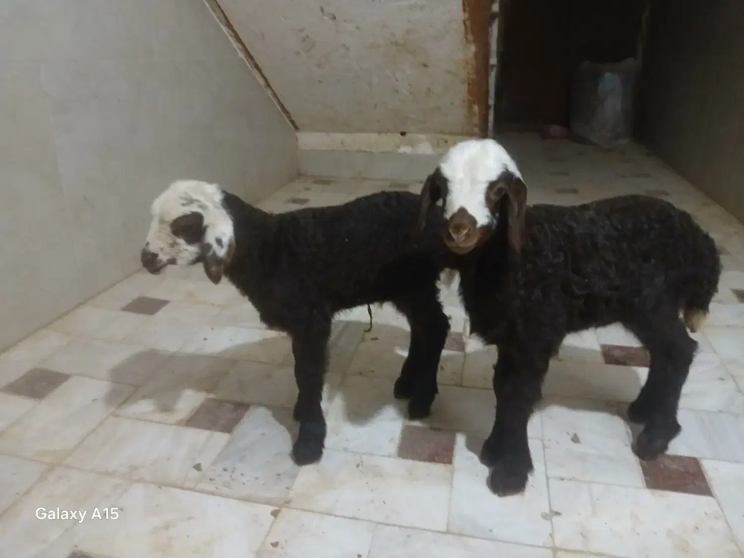 بره شیری خالص افشار|حیوانات مزرعه|قم, قلعه کامکار|دیوار