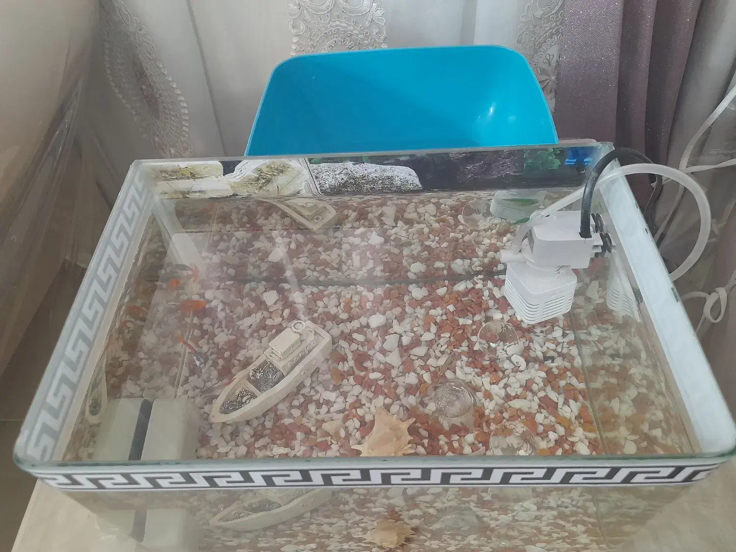 آکواریوم شیشه خم همراه ۲۰ ماهی و تزئینات|ماهی|تهران, علی‌آباد|دیوار