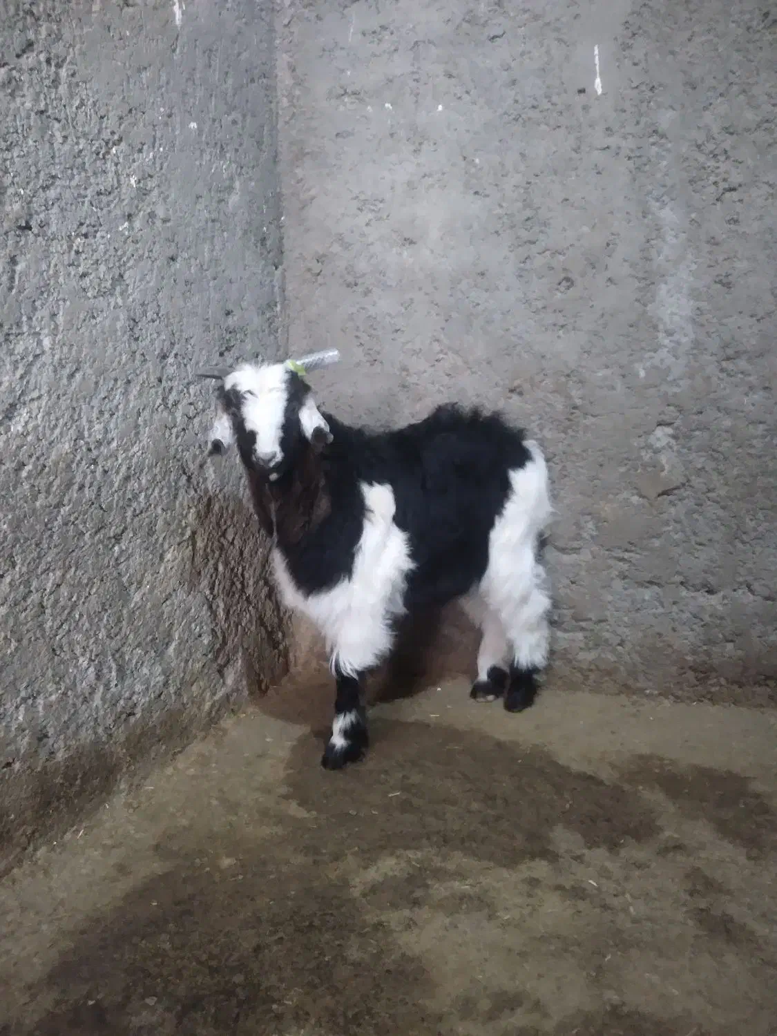 بز نر زیبا|حیوانات مزرعه|دورود, |دیوار