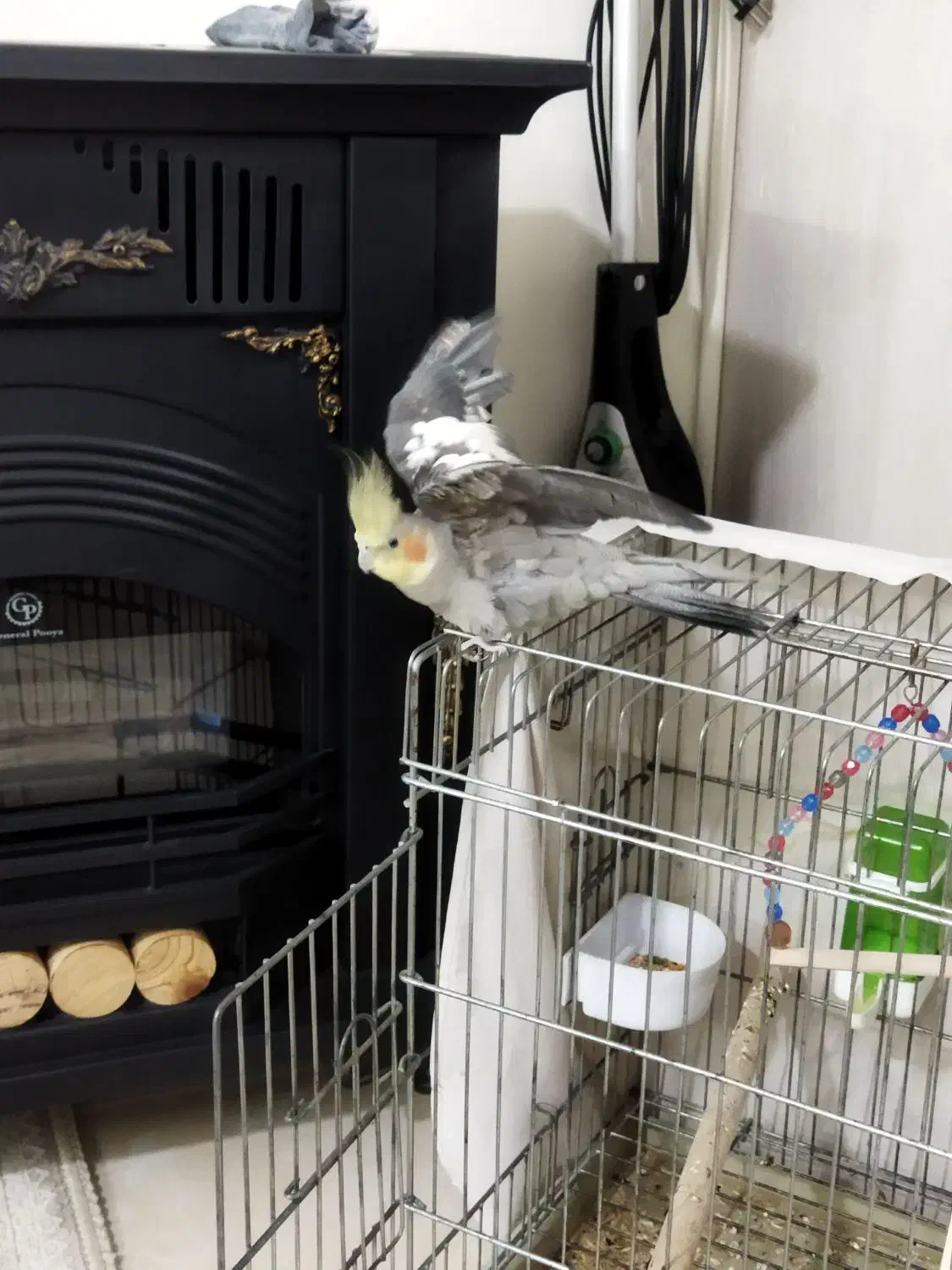 عروس هلندی|پرنده|تهران, شهرک رضویه|دیوار