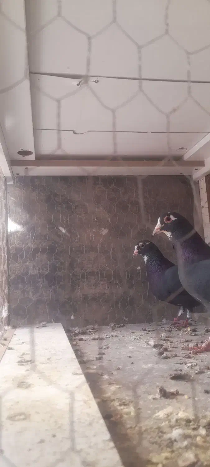 کفتر|پرنده|کرمان, |دیوار