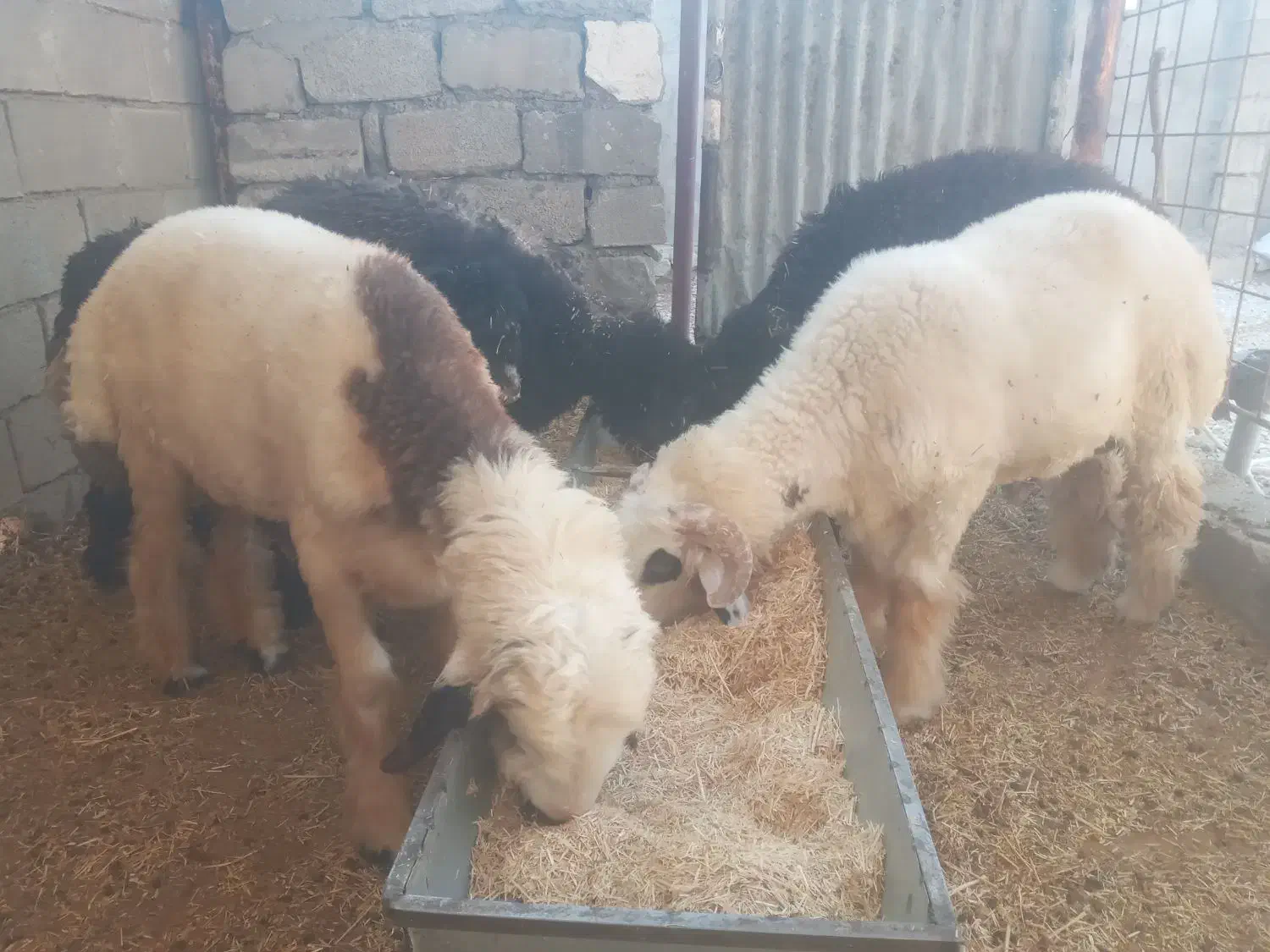 گوشت گرم و تازه|خوردنی و آشامیدنی|اندیکا, |دیوار