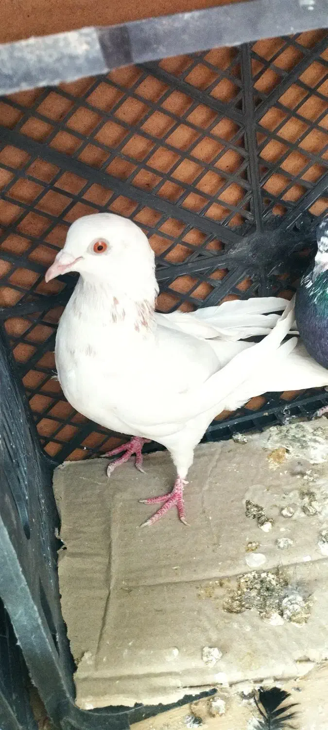 کفتر خاصا|پرنده|بناب, |دیوار