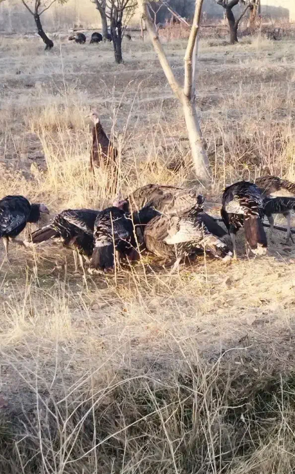 بوقلمون|حیوانات مزرعه|قیدار, |دیوار