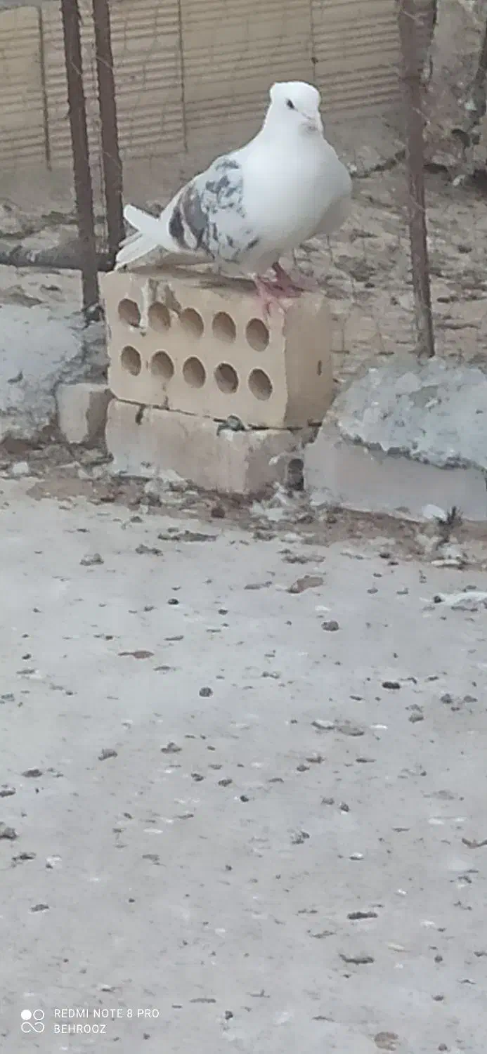 دوکت پلنگ نر|پرنده|انگوران, |دیوار