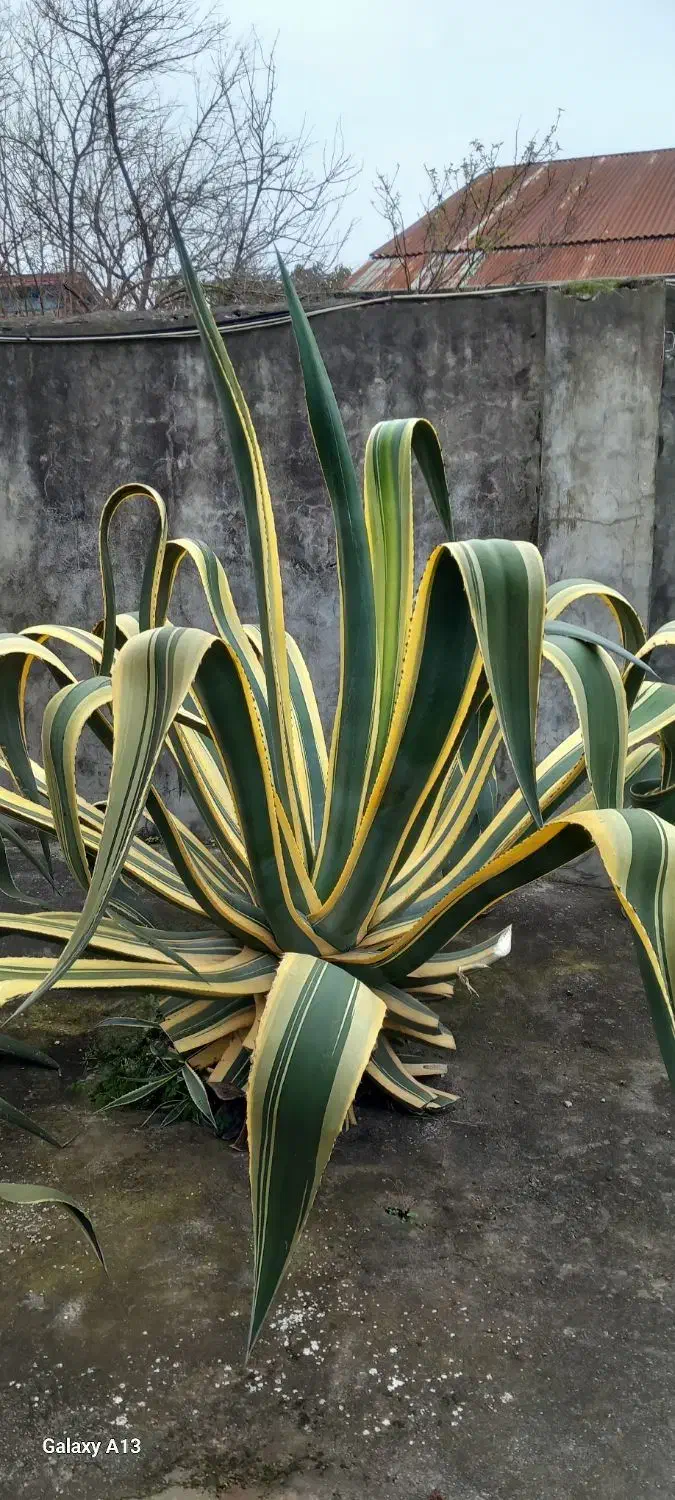 گل بزرگ و بسیار زیبا|گل و گیاه طبیعی|بندر انزلی, چهارفریضه|دیوار