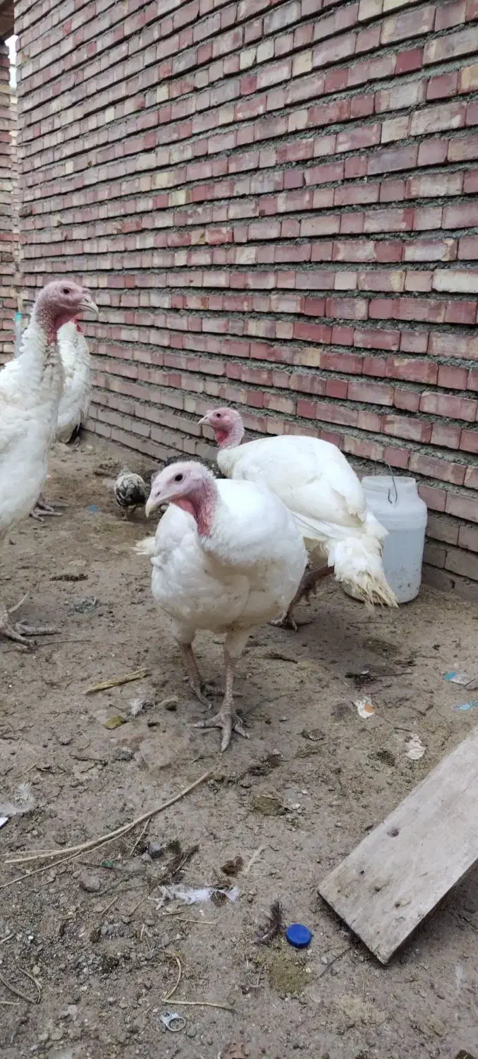 بوقلمون گوشتی|حیوانات مزرعه|خوی, |دیوار