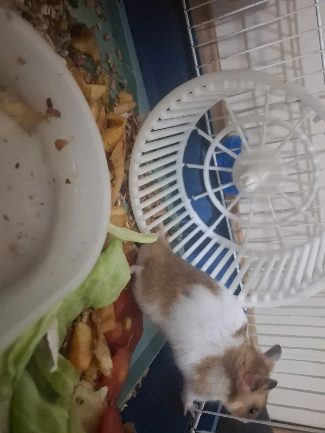 ۱۰ عدد همستر با پایین ترین قیمت|موش و خرگوش|تهران, گلستان (شهرک راه آهن)|دیوار