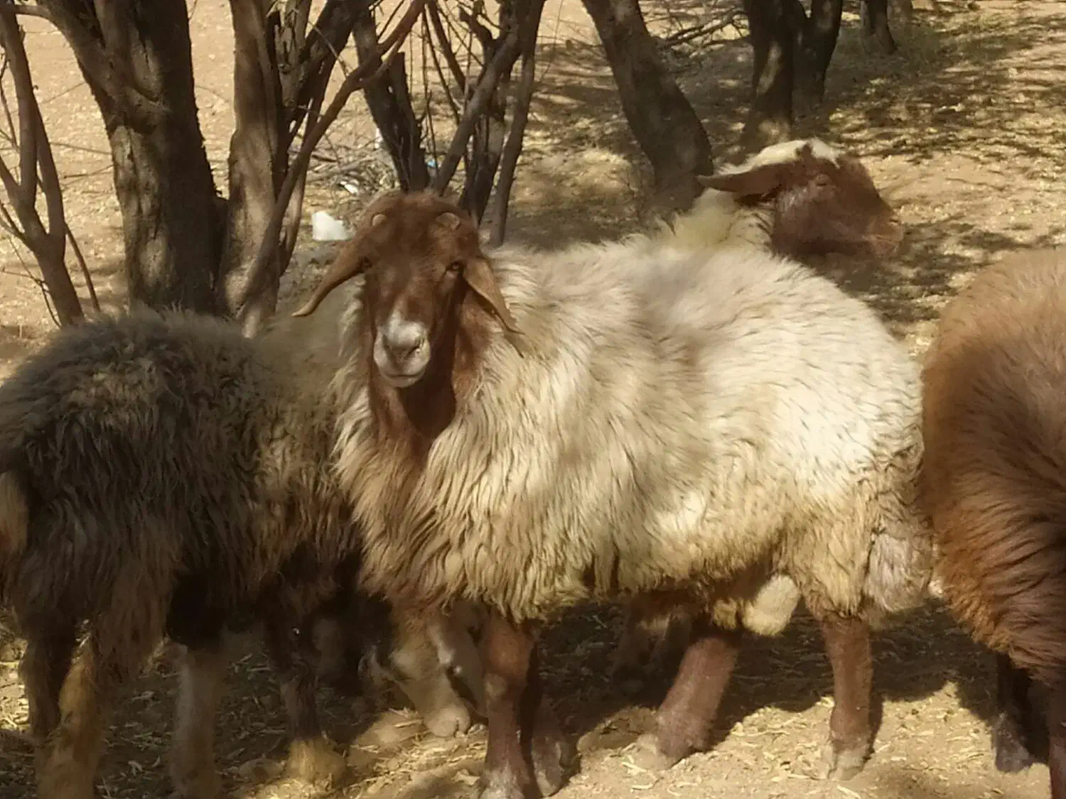 قوچ افشار|حیوانات مزرعه|خانمیرزا, |دیوار