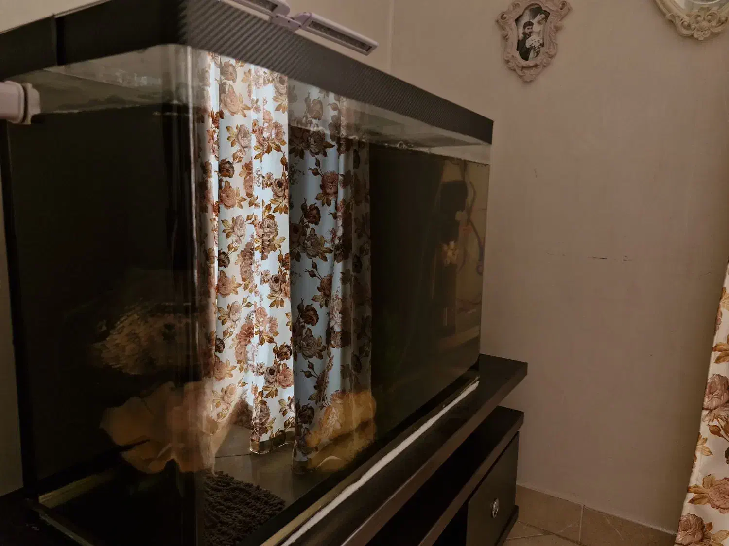 اکواریوم ۸۰ سانتی|ماهی|هشتگرد, فاز ۲ مهستان|دیوار