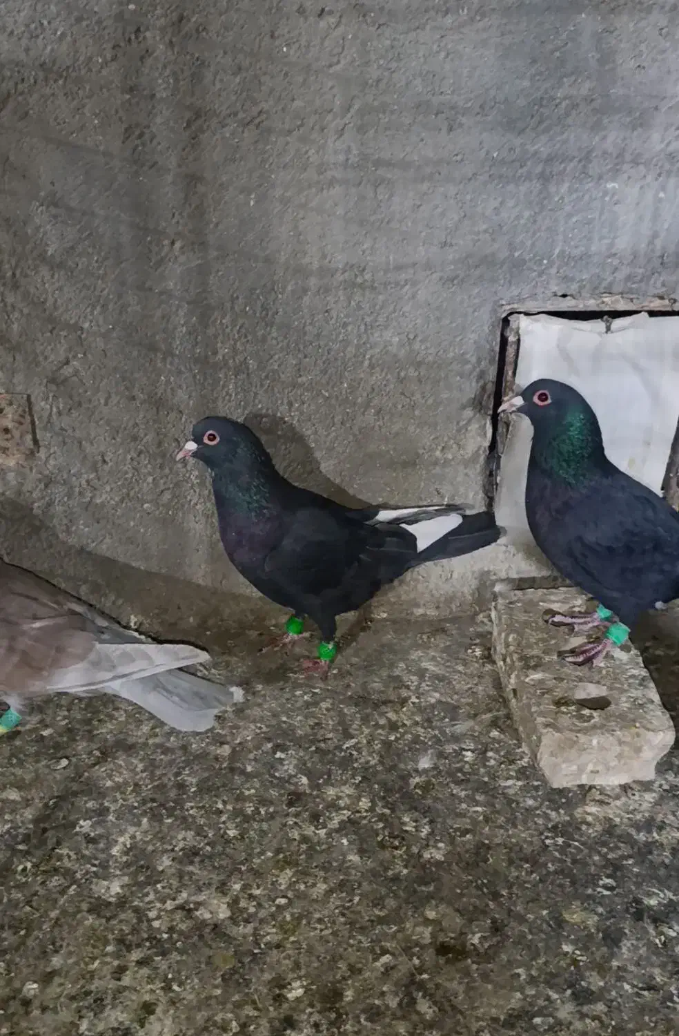 ۵ تا نر هوایی|پرنده|تربتحیدریه, طالقانی|دیوار