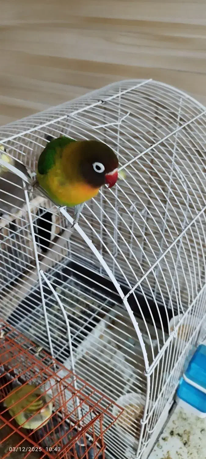 طوطی برزیلی|پرنده|سوسنگرد, |دیوار