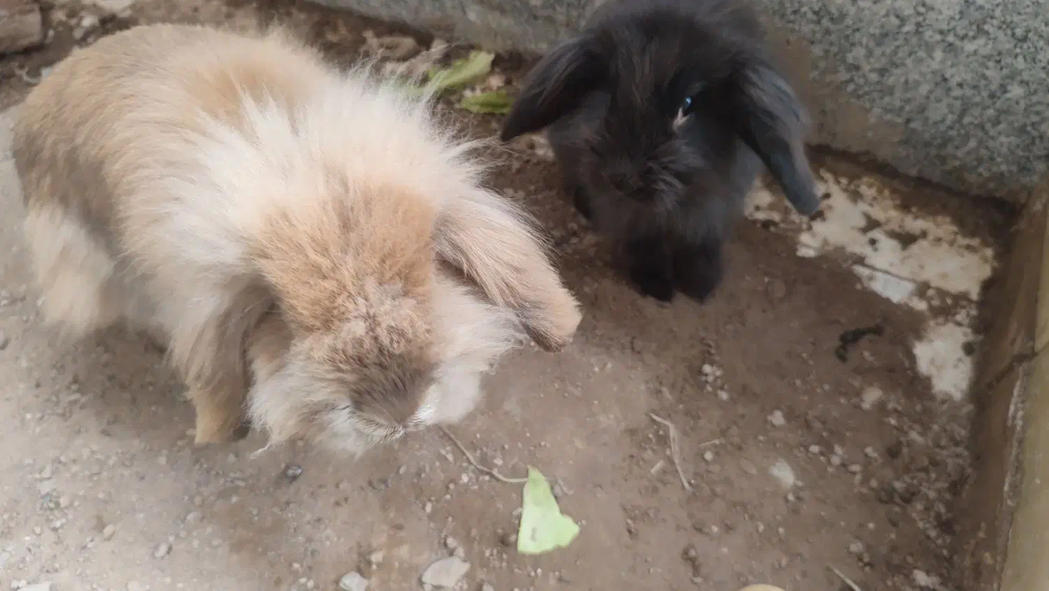 خرگوش لپ|موش و خرگوش|بیرجند, |دیوار