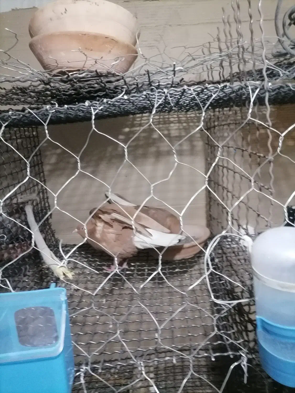 کبوتر|خزنده|تربت‌حیدریه, فتح المبین|دیوار