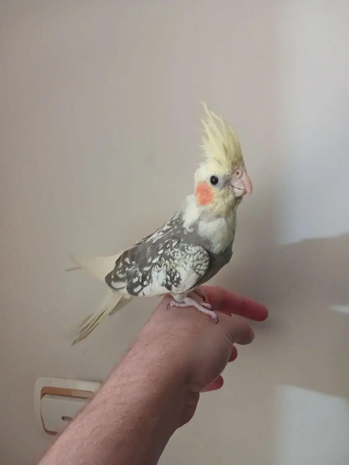 عروس هلندی جوجه ابلق مرواریدی رام و دستی دونخور|پرنده|تهران, گلستان (شهرک راه آهن)|دیوار