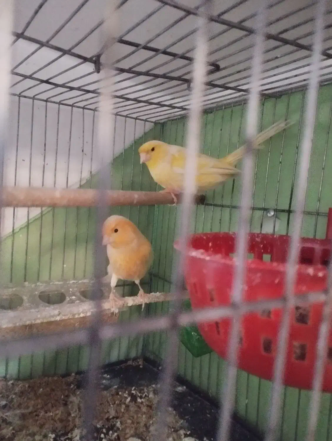 پرنده|پرنده|بهارستان, |دیوار