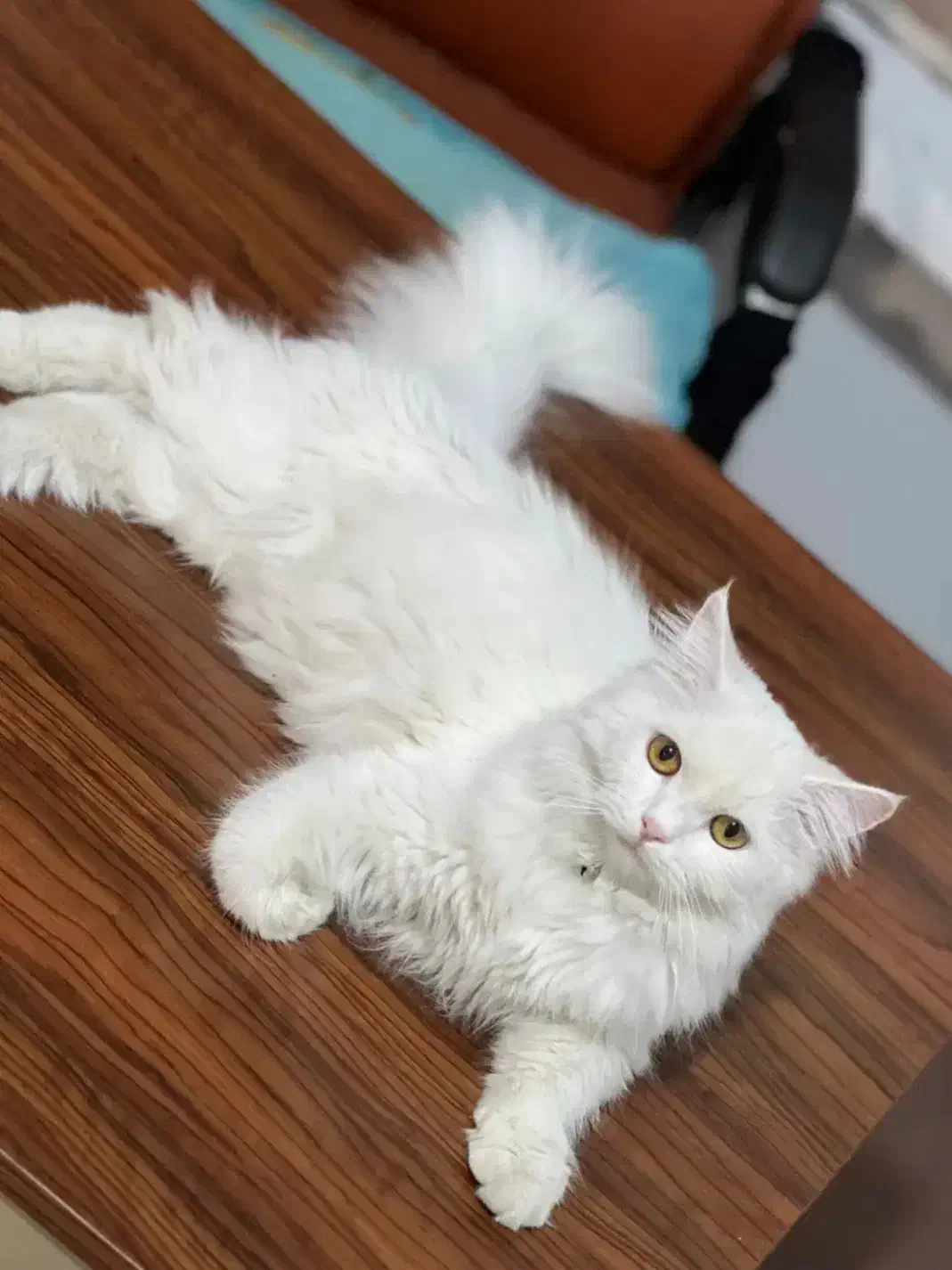 گربه|گربه|هشتگرد, شهرک کوثر|دیوار