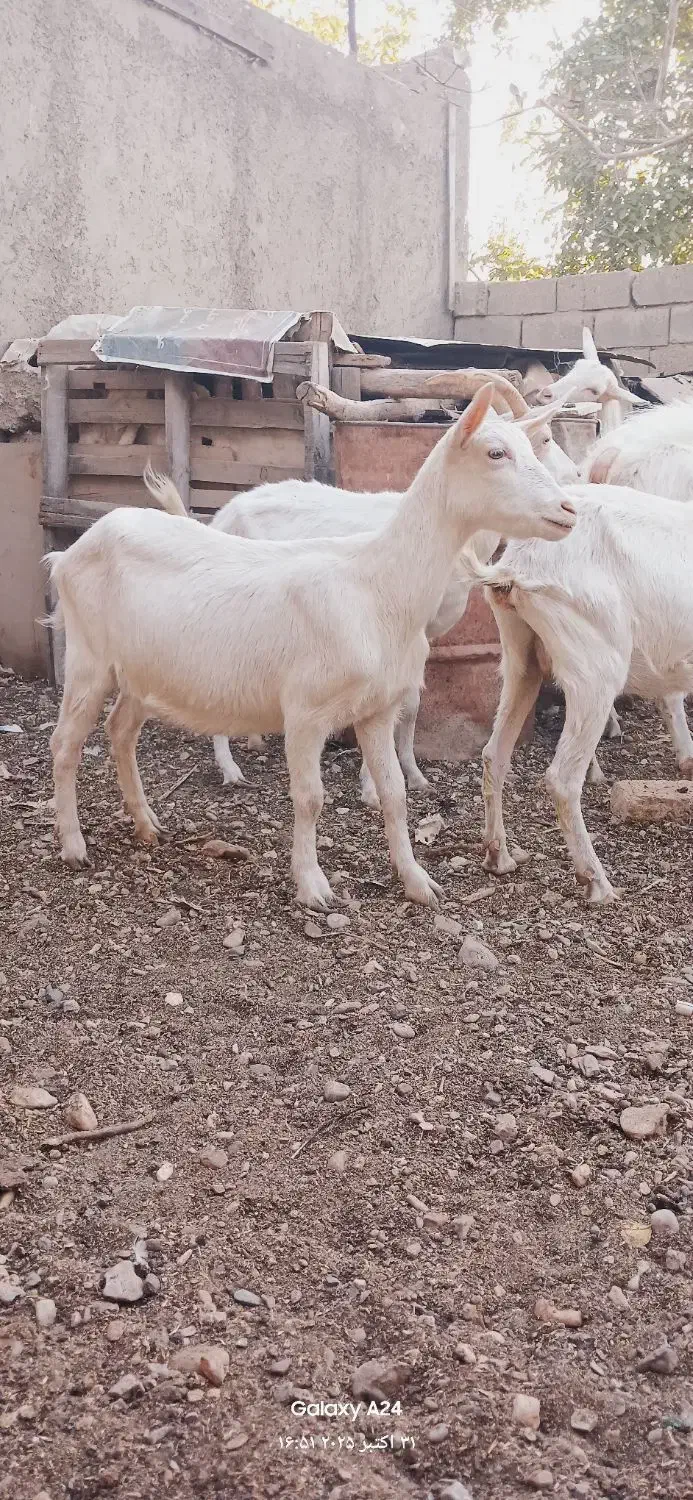 بز سانن اصیل|حیوانات مزرعه|خرمدره, |دیوار