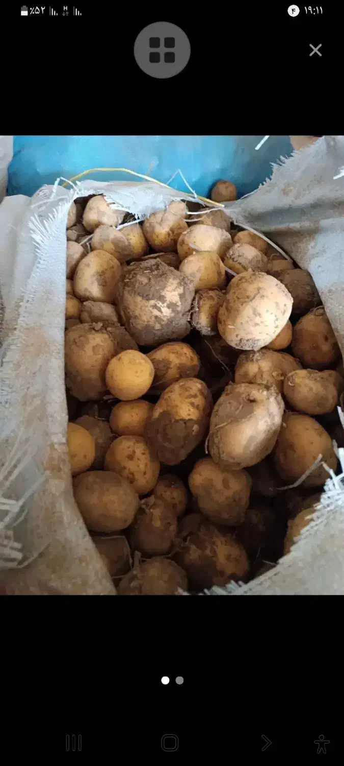 سیب زمینی چیلی تازه۲۰۰الا۳۰۰کیلو|خوردنی و آشامیدنی|اسدآباد, |دیوار