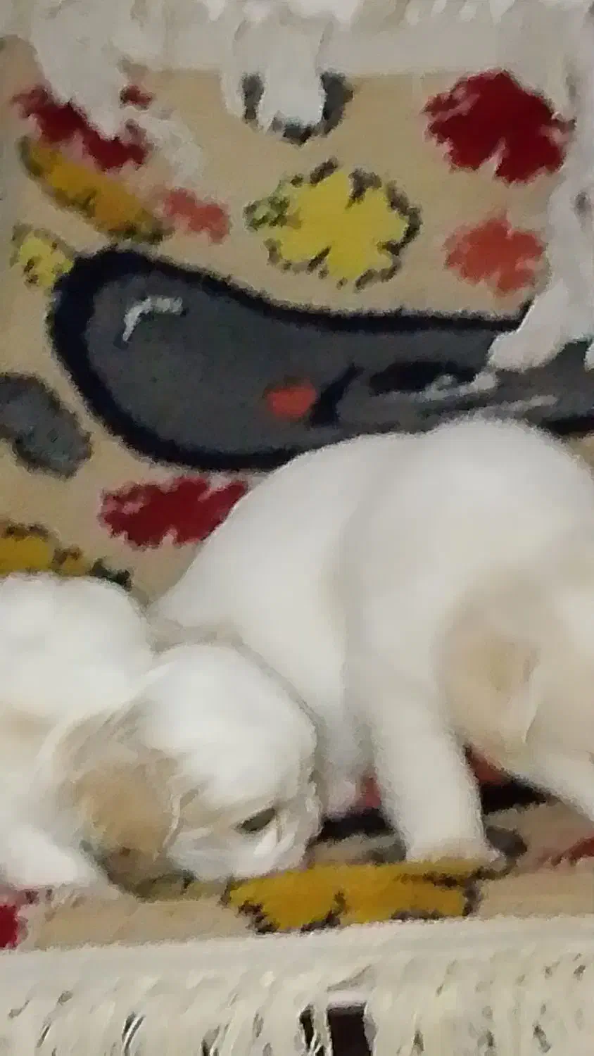 ۴ تا توله نر و ماده پشمالو|سگ|بندر امام خمینی, |دیوار