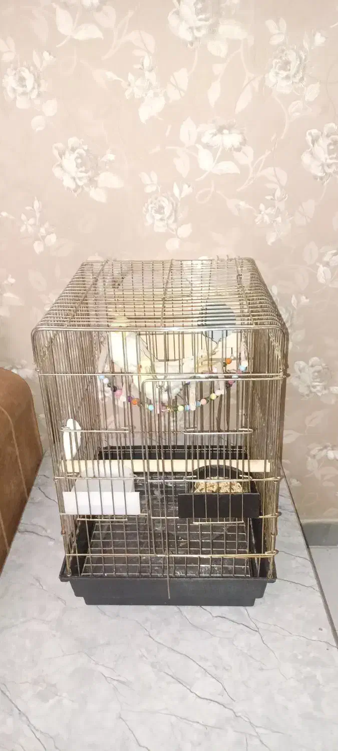 یک جفت عروس هلندی لوتینو سالم و سرحال|پرنده|فردیس, شهرک شهید حسینی|دیوار