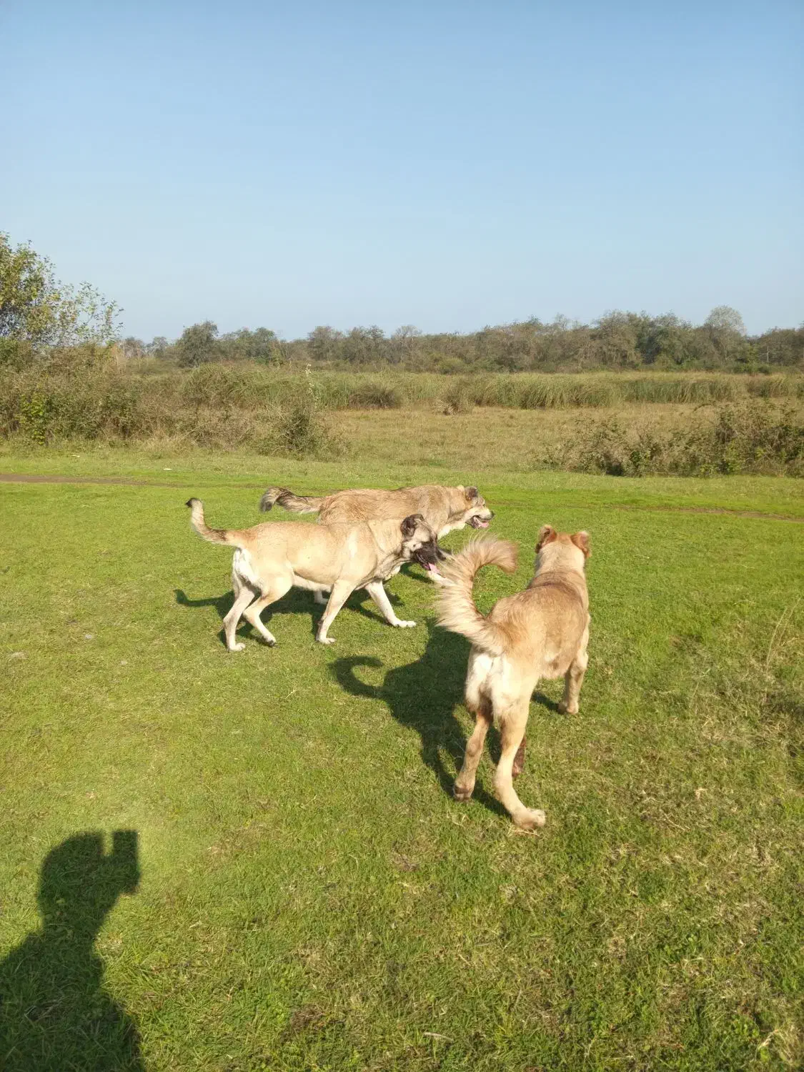 سگ سراب عراقی سرابی معاوضه باژرمن نر|سگ|آستانه اشرفیه, |دیوار