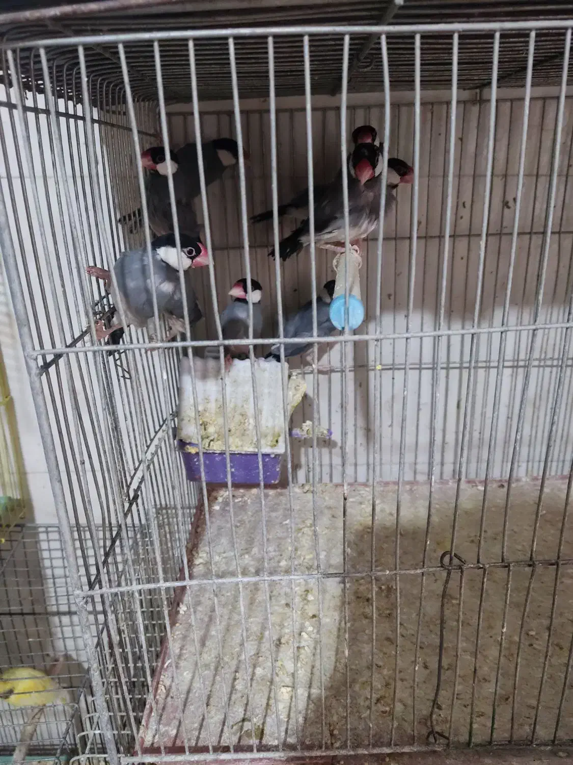 فنچ نرگسی سالم جفتی  800|پرنده|اصفهان, سپاهان‌شهر|دیوار