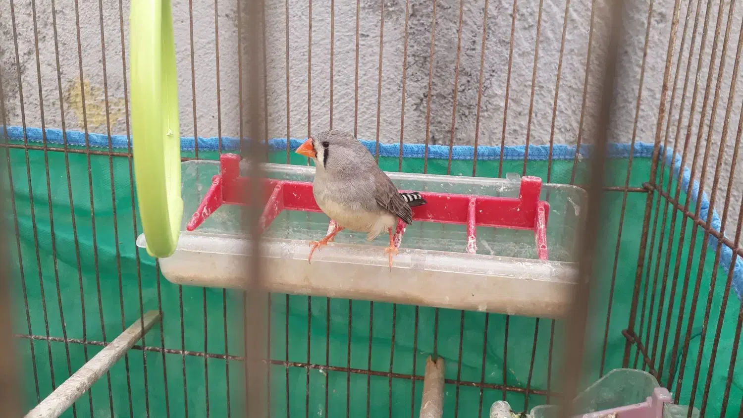 یک عددفنج ماده|پرنده|اردبیل, |دیوار