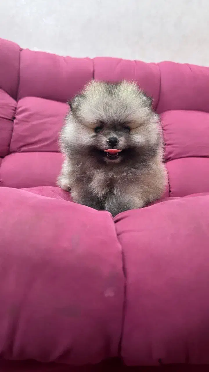 مجموعه سیتی پت پامر پدرو مادر خرسی کیفیت بی نظیر|سگ|مشهد, وکیلآباد|دیوار