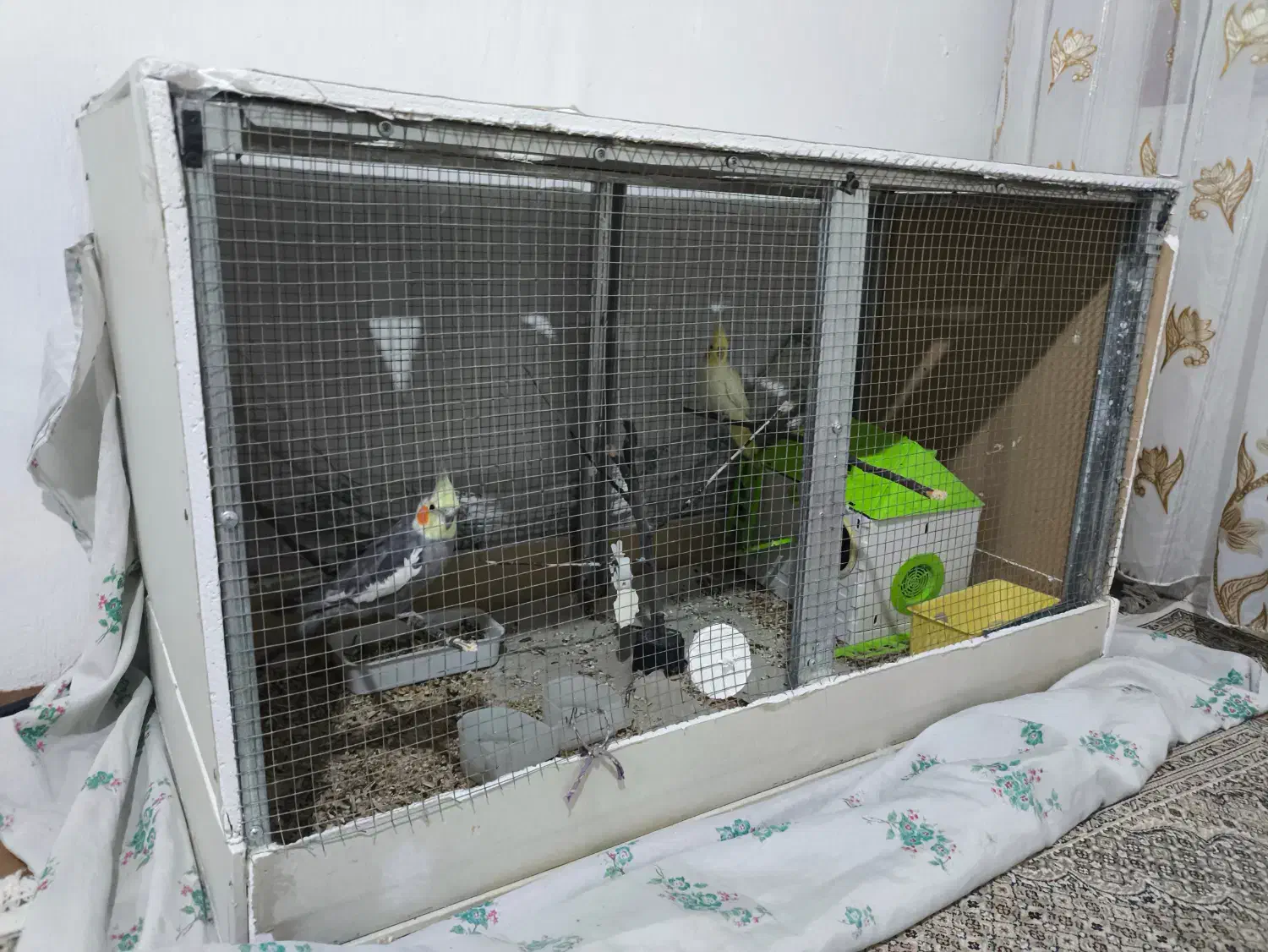 جفت عروس هلندی|پرنده|نقده, |دیوار