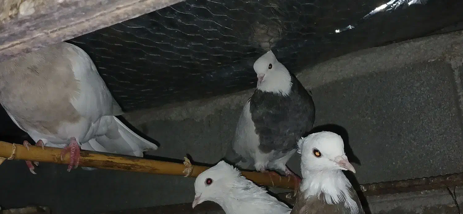 ط و ق|پرنده|دشت ذهاب, |دیوار