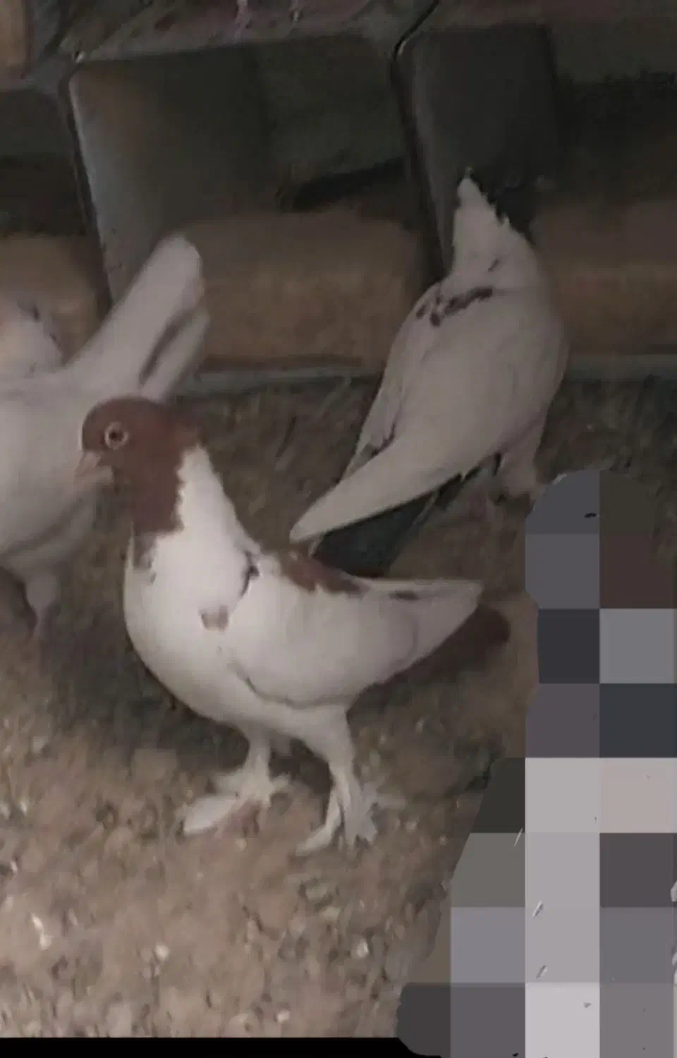 یک جفت جوجه پرستویی یا همان نقابی|پرنده|ورزنه, |دیوار