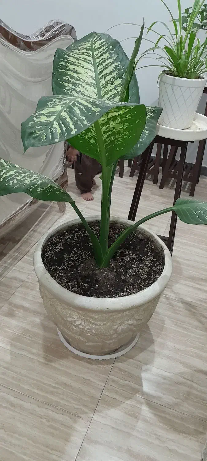 گل اپارتمانی|گل و گیاه طبیعی|مشکیندشت, |دیوار