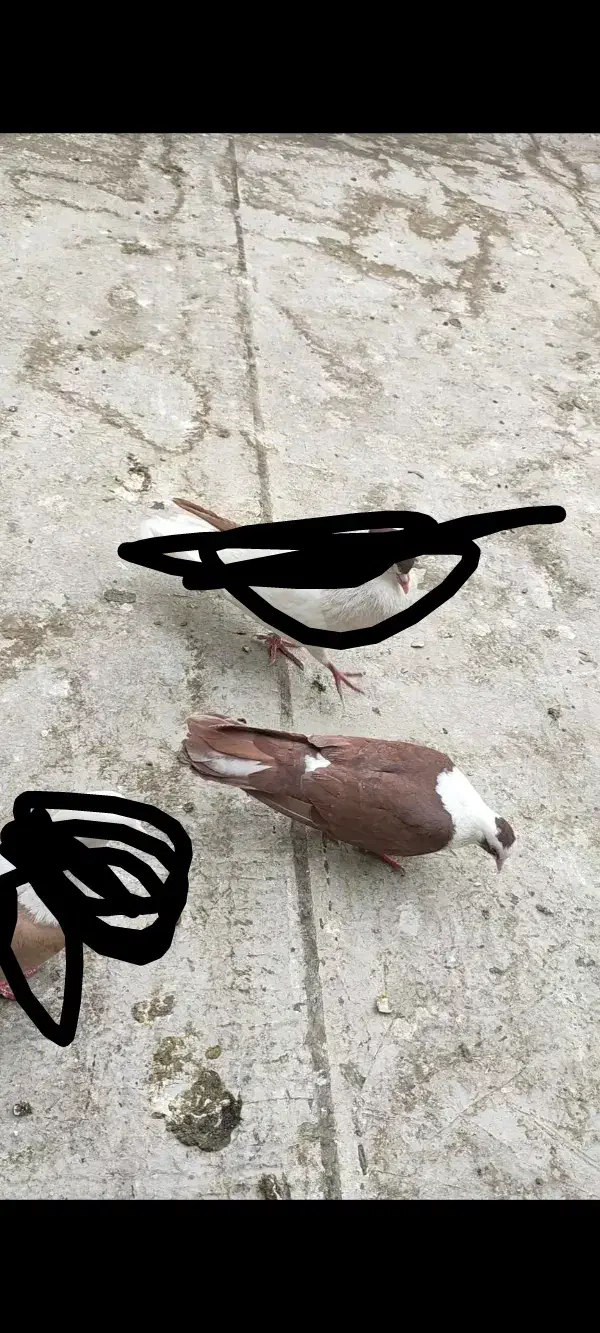 کبوتر.کفتر.گمشده|حیوانات|پاکدشت, پاکدشت (مامازند)|دیوار