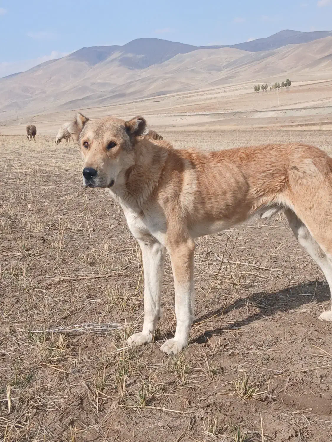 سگ سراب|سگ|خوی, |دیوار