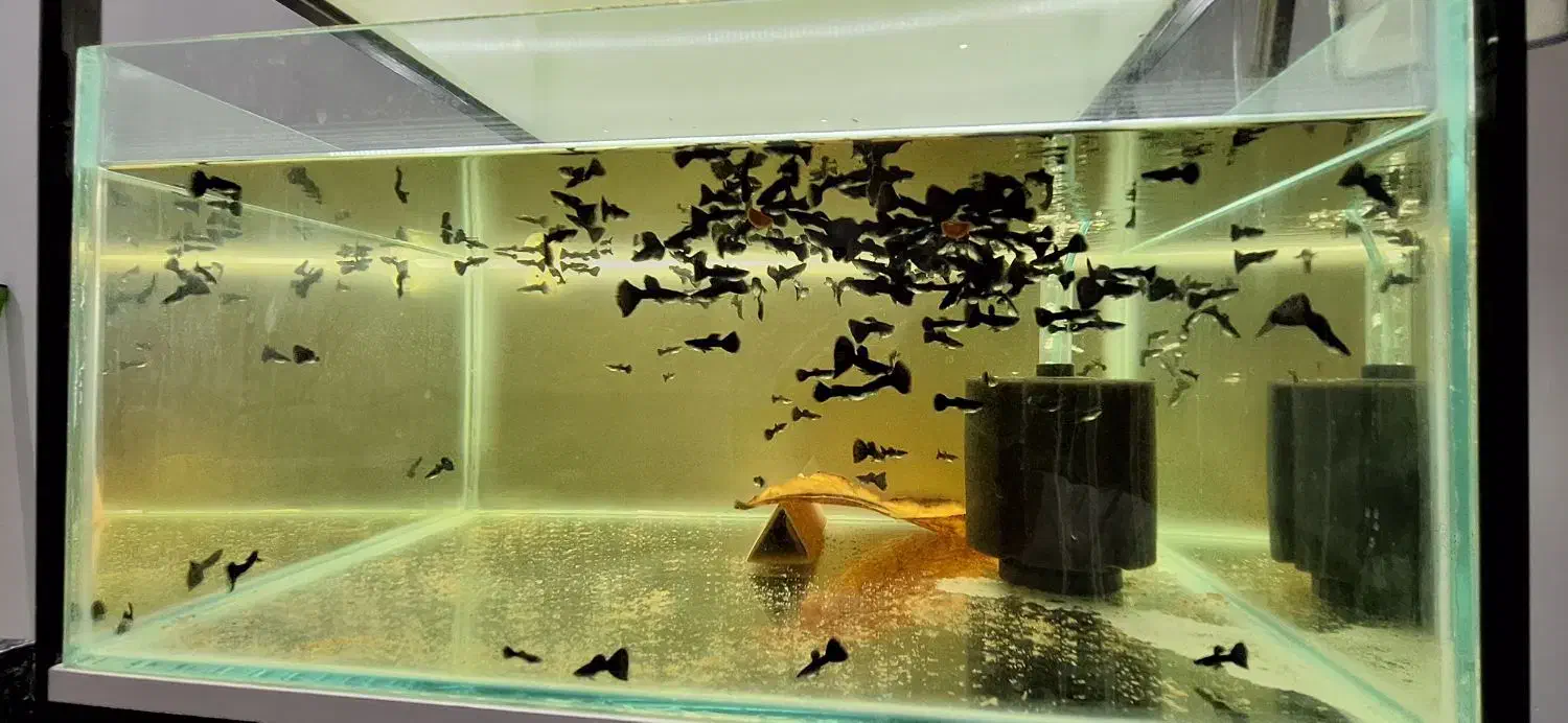 ماهی گوپی فول بلک|ماهی|بروجرد, |دیوار