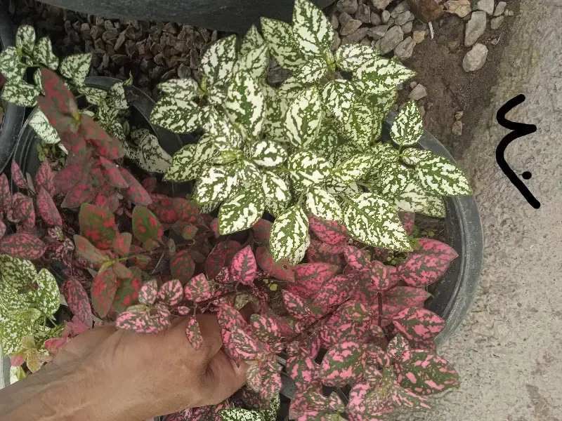 گل گلدان گل|کلکسیون و سرگرمی|بروجرد, |دیوار