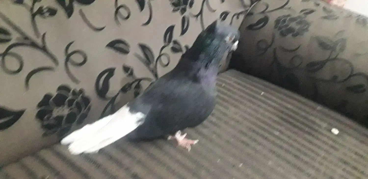 کبوتر پرشی تهرانی کله توپی|پرنده|هامون, |دیوار