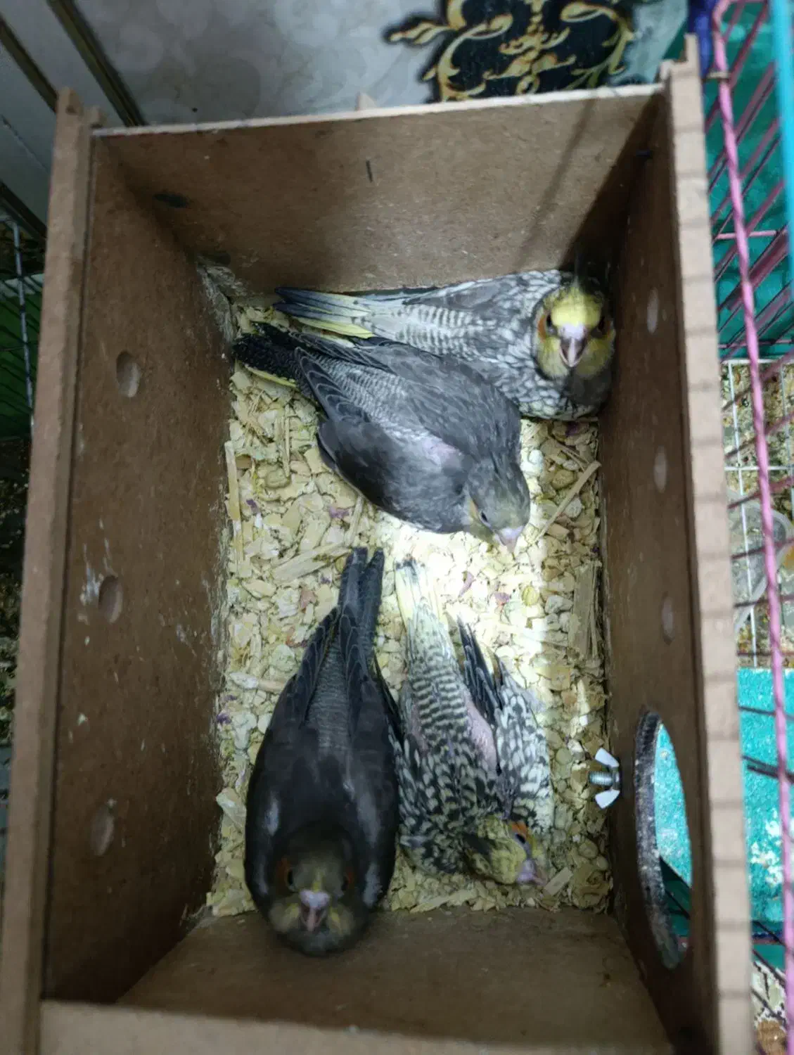 عروس هلندی و جوجه عروس هلندی|پرنده|سوسنگرد, |دیوار