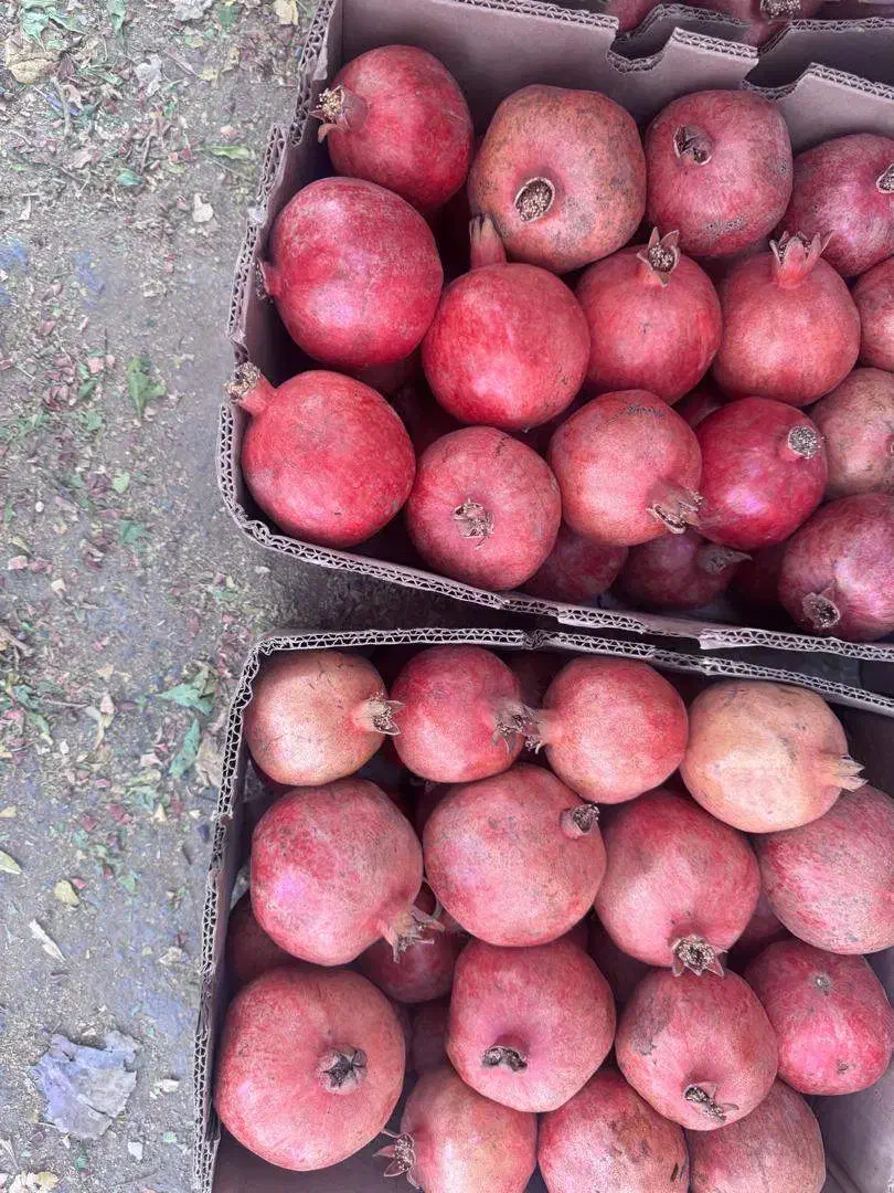 انار دانه قرمز درجه یک آبدار|خوردنی و آشامیدنی|یزد, |دیوار