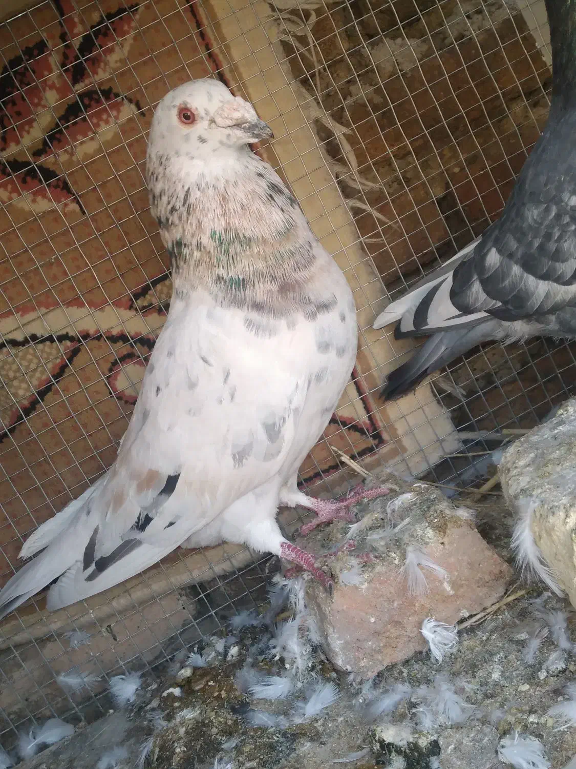 پلاکی نر|پرنده|قهدریجان, |دیوار