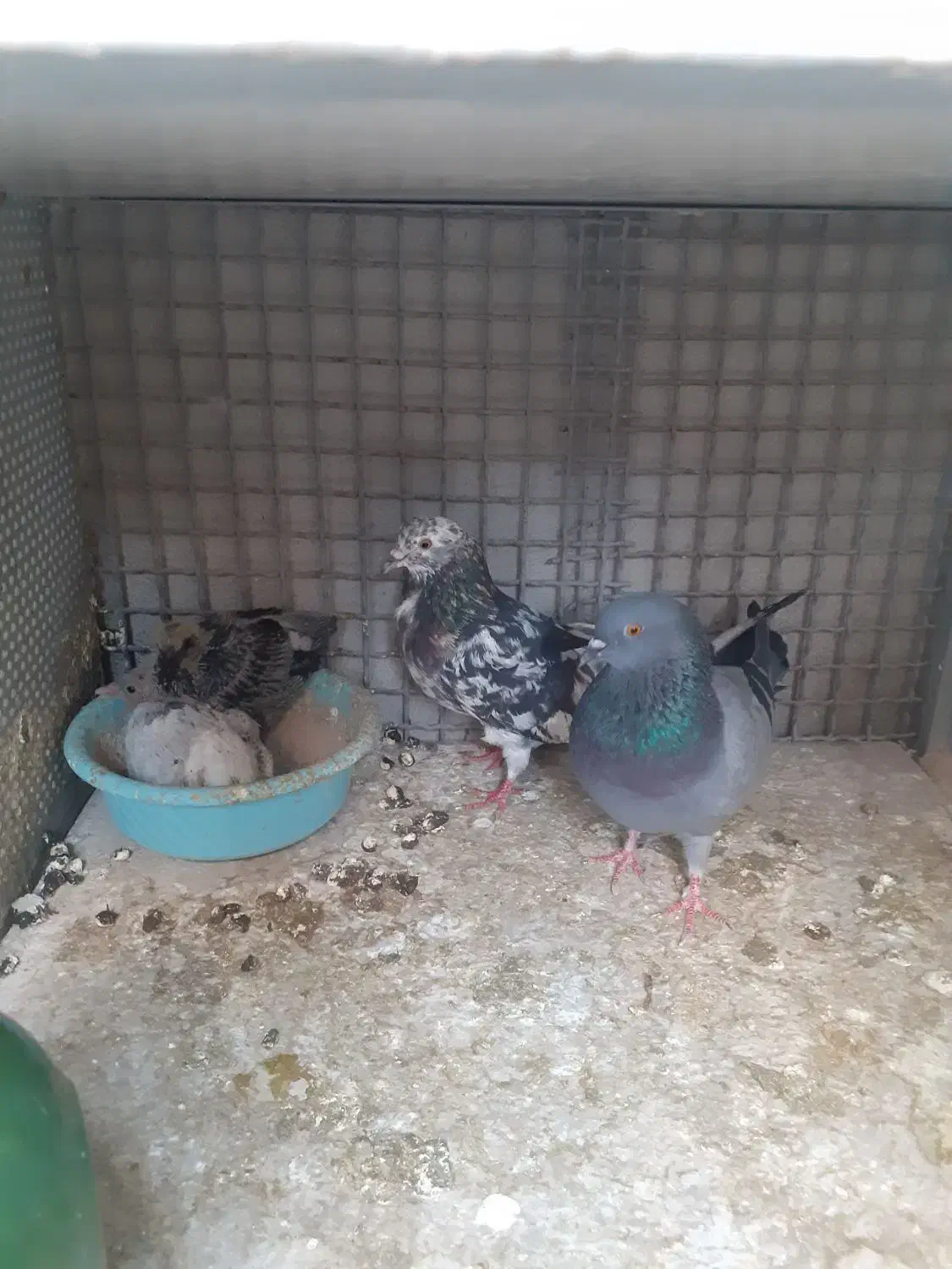 ۱۰تا کبوتر استثنایی همه خال|پرنده|تفرش, |دیوار