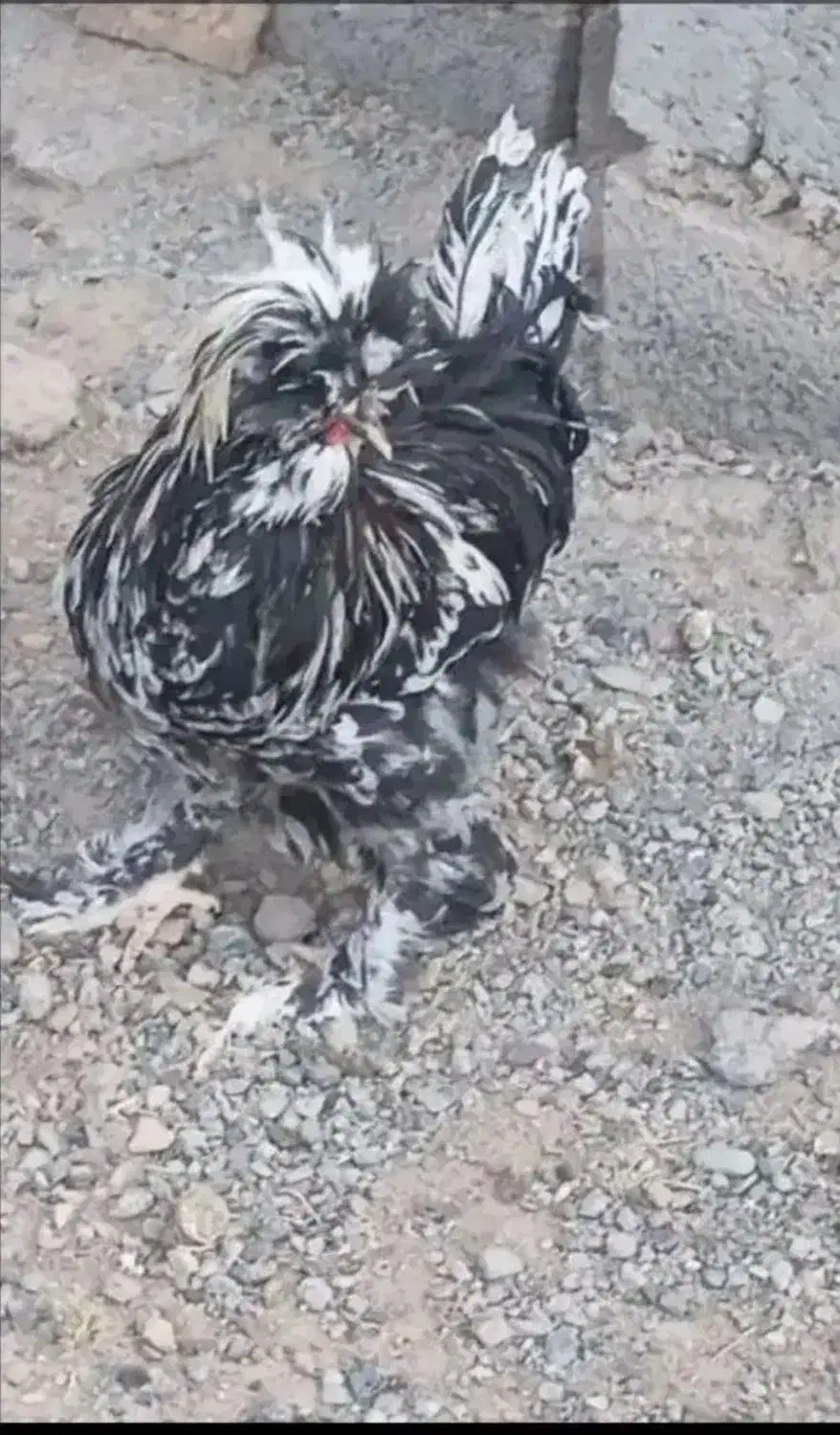 ۱۲عدد مرغ و خروس لهستانی کاکلی و پرپا|حیوانات مزرعه|قلقل رود, |دیوار