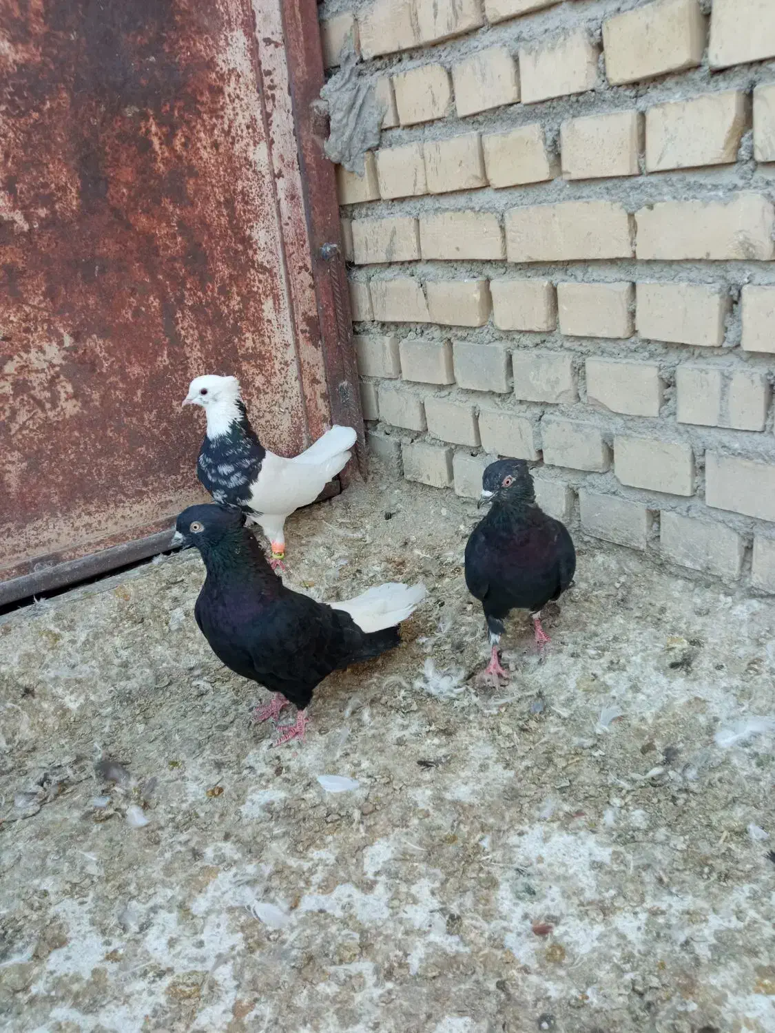 سه تا نر عالی|پرنده|بهبهان, |دیوار