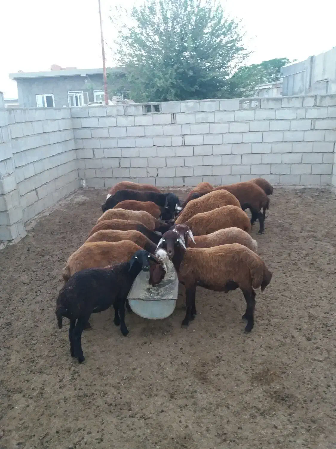 بره های ناب درجه یک نر و ماده|حیوانات مزرعه|گنبد کاووس, |دیوار